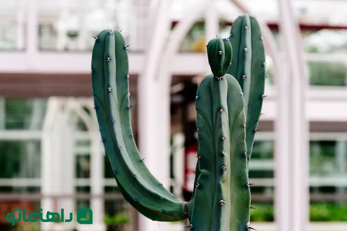 زیباترین کاکتوس‌های غول پیکر برای دکوراسیون خانه