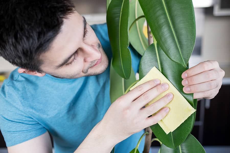 راهنمای کامل تمیز کردن برگ‌های انواع گیاهان آپارتمانی