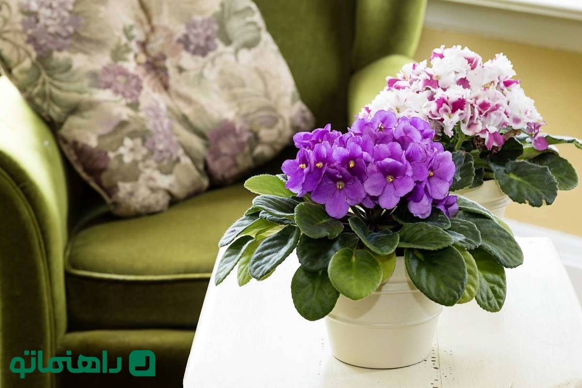 کوچولوهای سبز؛ زیباترین گیاهان آپارتمانی مینیاتوری
