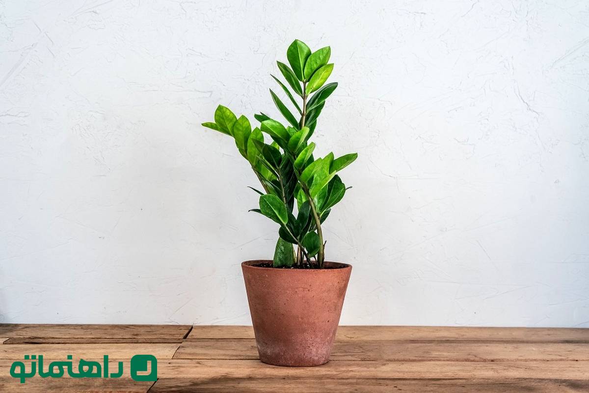 ۸ گیاه آپارتمانی مقاوم اما بسیار زیبا