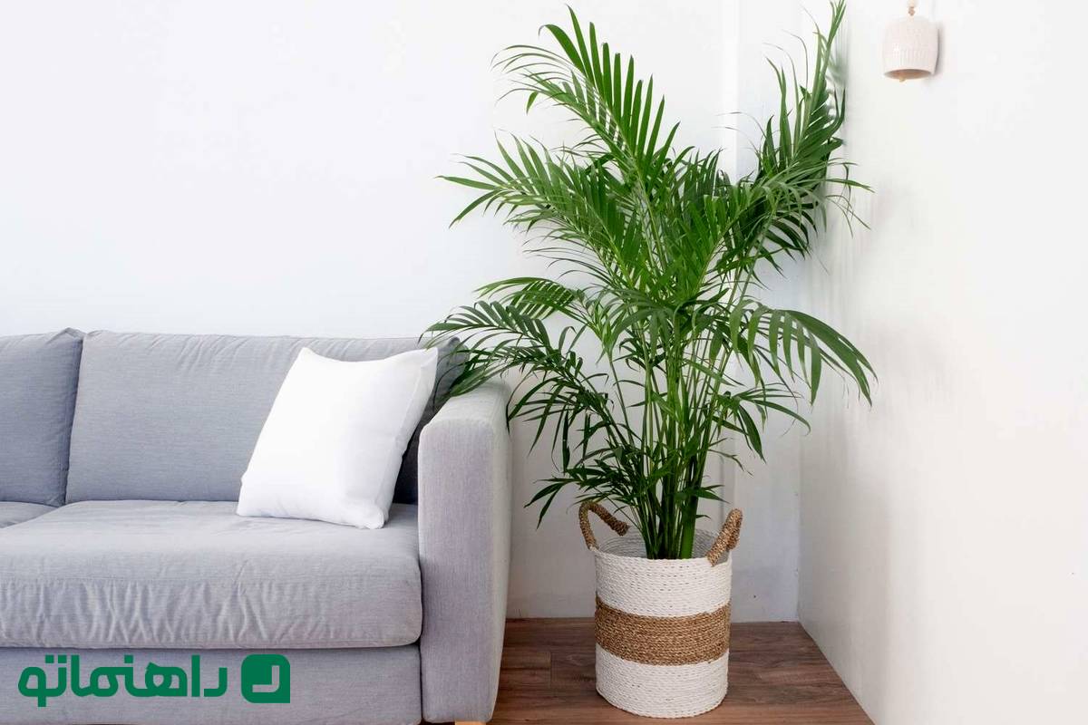 ۸ درختچه زینتی آپارتمانی برای لوکس کردن پذیرایی