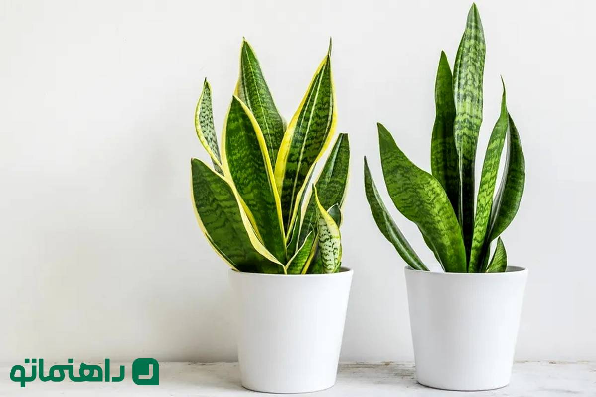 ۷ مشکل شایع گیاه سانسوریا و راهکارهای ساده رفع آنها