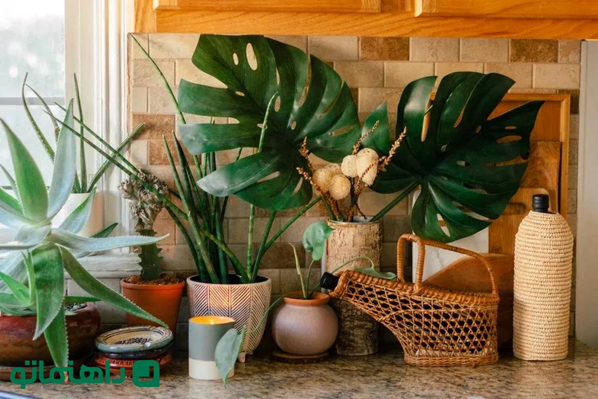 ۸ گیاه دوست‌داشتنی برای آشپزخانه 