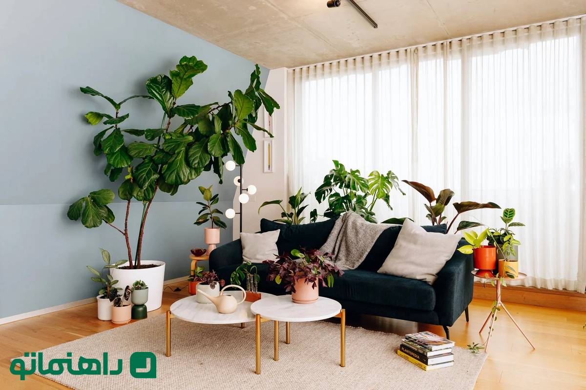 ۸ گیاه آپارتمانی ارزان که خونه رو لوکس‌ میکنن