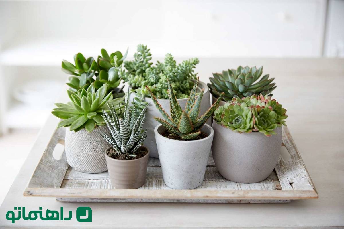زیباترین ساکولنت‌های آپارتمانی با ظاهری مینیمال