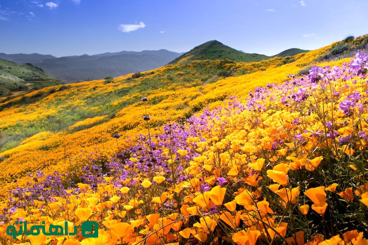 ۵ دشت پرگل ایران که در خرداد باید ببینید