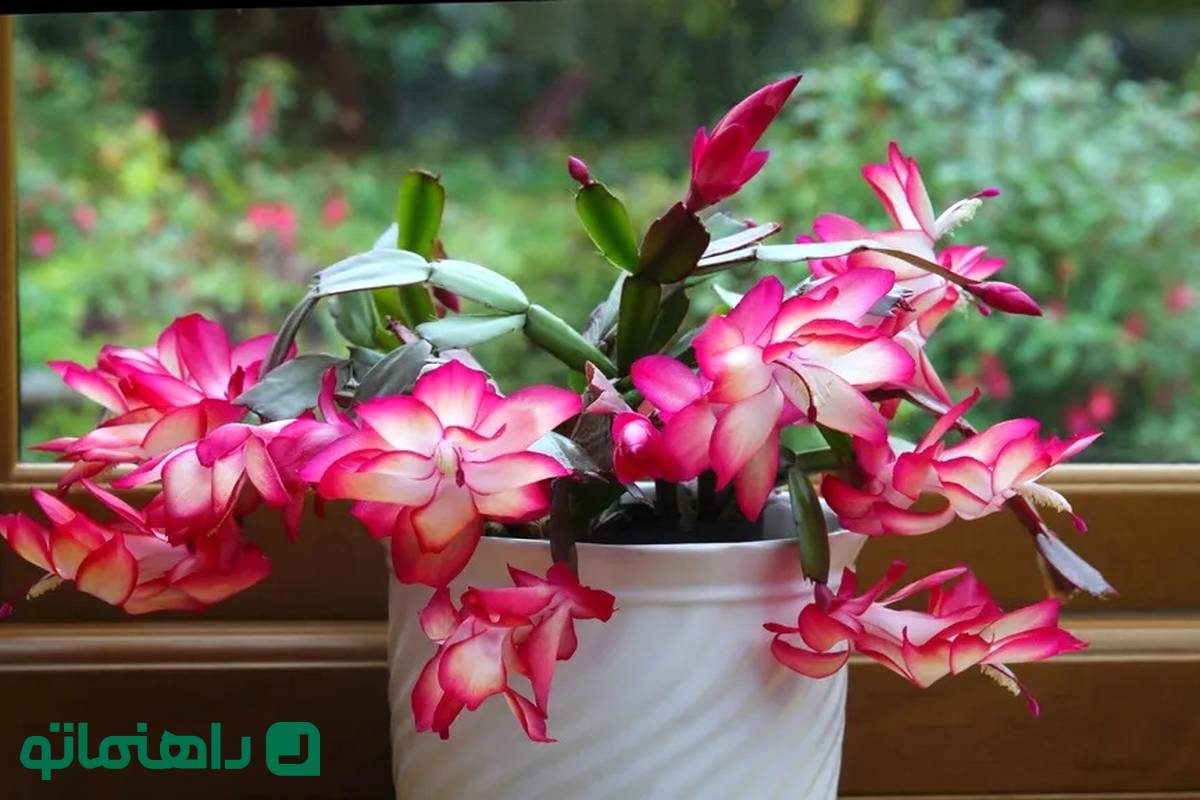۶ کاکتوس خاص با برگ و گل‌های شگفت‌انگیز