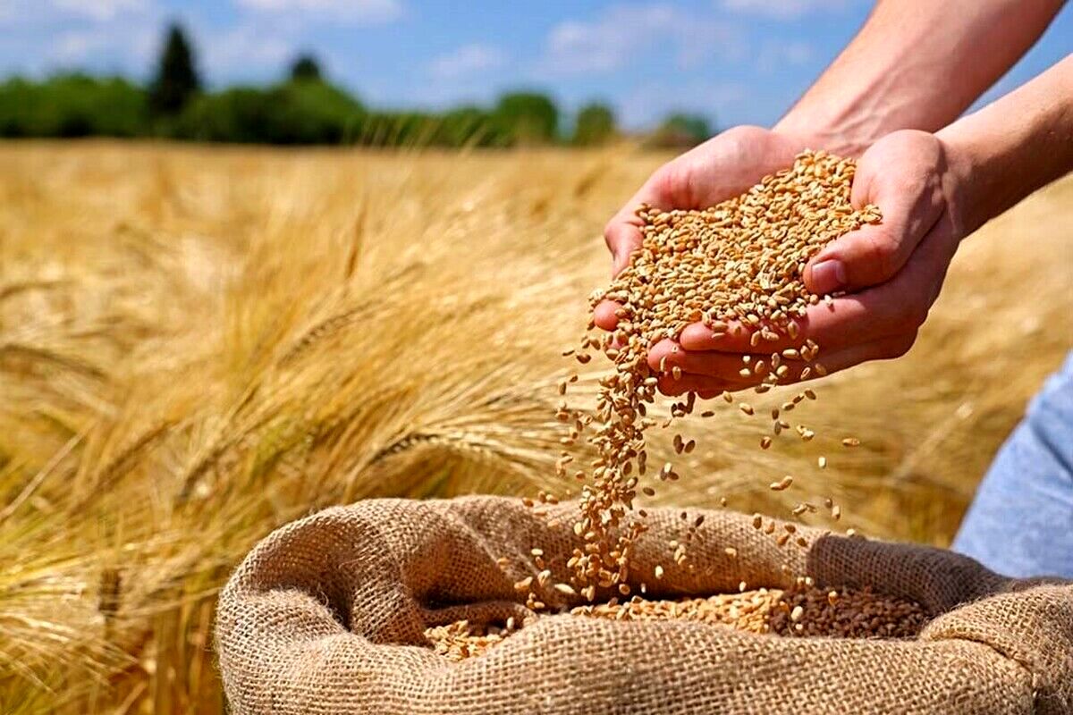 سورپرایز ویژه دولت برای گندم‌کاران