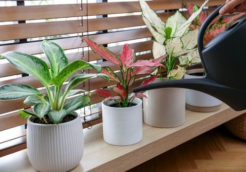 هشت گیاه آپارتمانی برای عاشقان گل و گیاه