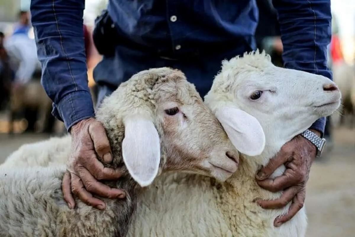 گوسفند زنده را از این قیمت گرا‌ن‌تر نخرید