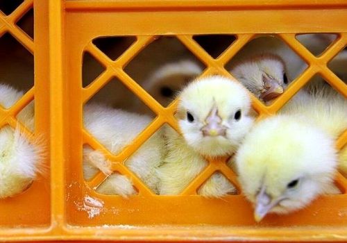 قیمت جدید جوجه یک‌روزه اعلام شد