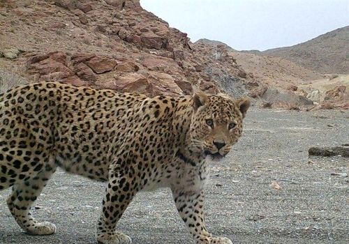 ثبت تصویر پلنگ ایرانی در روز اول سرشماری زمستانه در کرمان