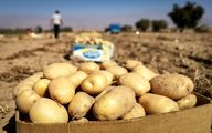 ثبات قیمت سیب‌زمینی و پیاز در بازار