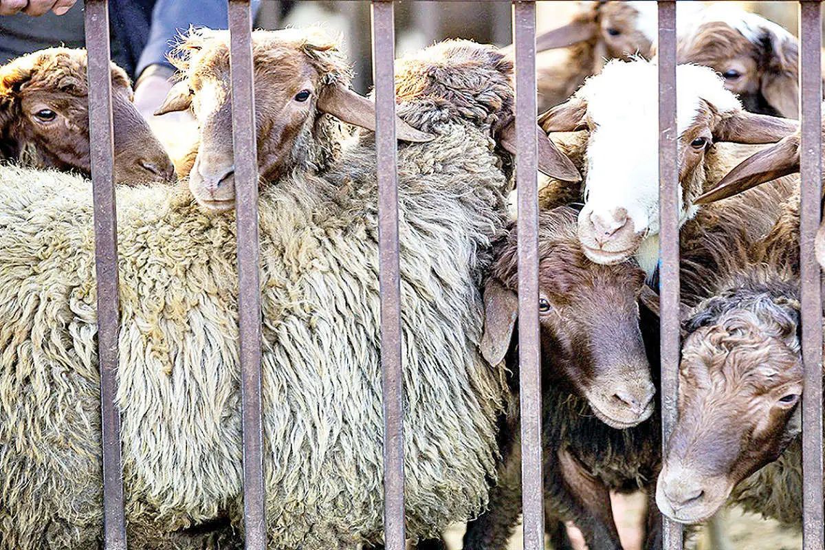 قیمت دام زنده امروز سه‌شنبه 30 اردیبهشت/ گوساله در تهران و فارس چند؟