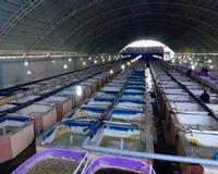 افزایش تولید و صادرات ماهیان خاویاری در ایران