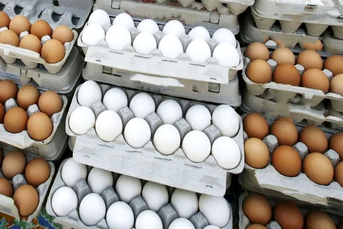 قیمت تخم مرغ درب مرغداری چند؟