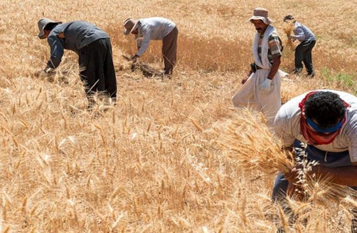 خبر خوش برای گندمکاران؛ زمان قطعی پرداخت مطالبات گندمکاران مشخص شد