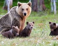گردش خانوادگی خرس قهوه‌ای و توله‌هایش در اردبیل!