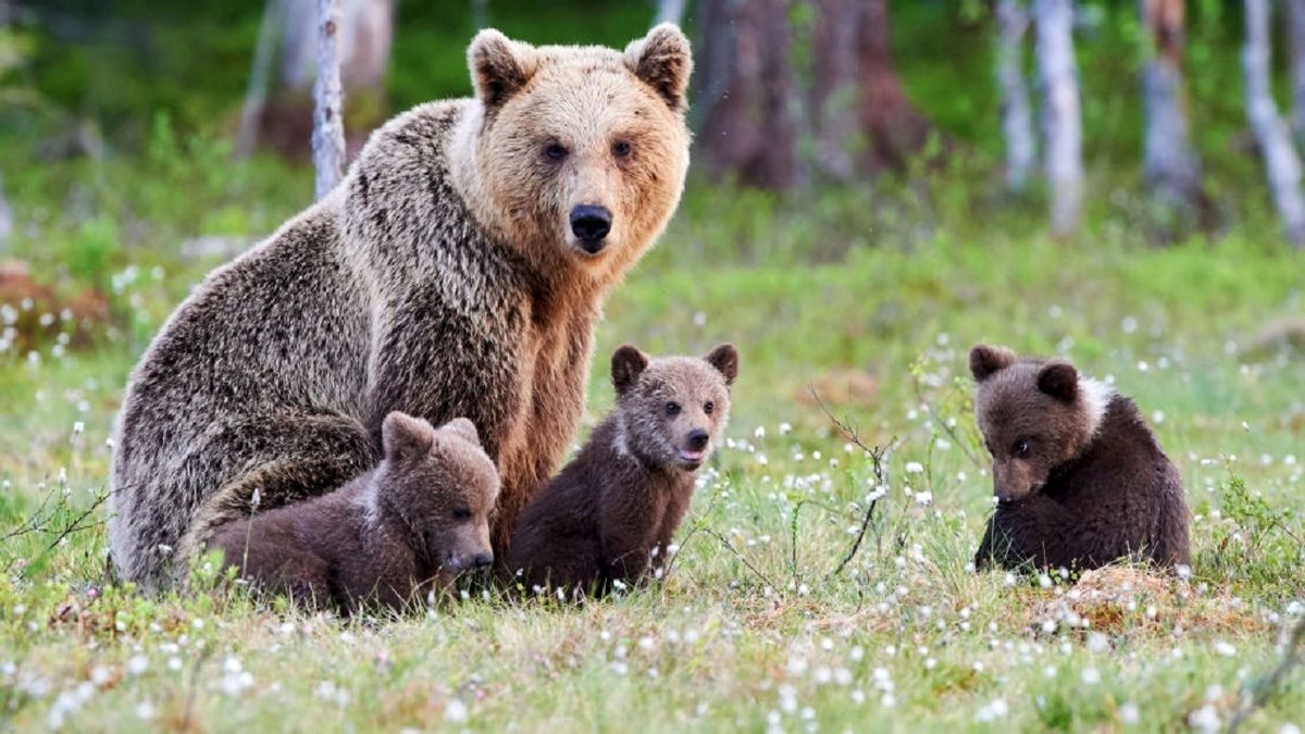 گردش خانوادگی خرس قهوه‌ای و توله‌هایش در اردبیل!