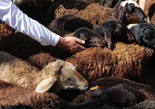 قیمت دام زنده امروز شنبه 13 اردیبهشت/ گوسفند در تهران و فارس چند؟