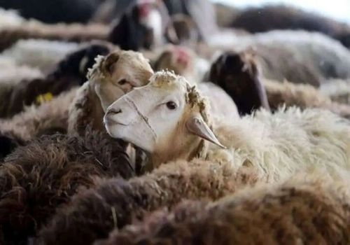 هشدار جدی به خریداران دام عید قربان