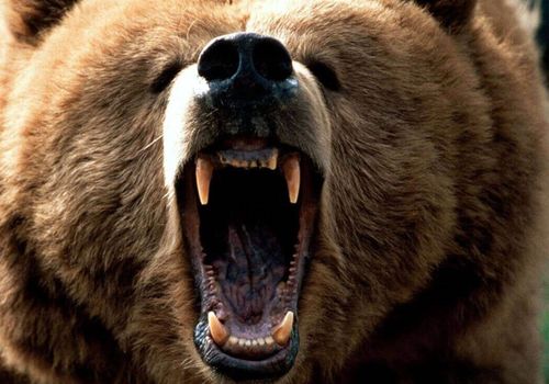 حمله خرس کوهستانی به دامدار مازندرانی!