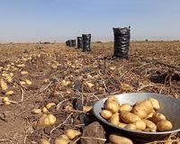 سیب‌زمینی تسلیم شد؛ سقوط قیمت در بازار