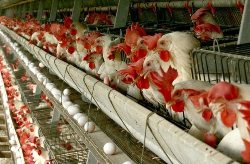 قیمت جدید مرغ؛ کیلویی 105 هزار تومان!