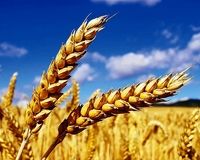 تکلیف مطالبات گندمکاران مشخص شد