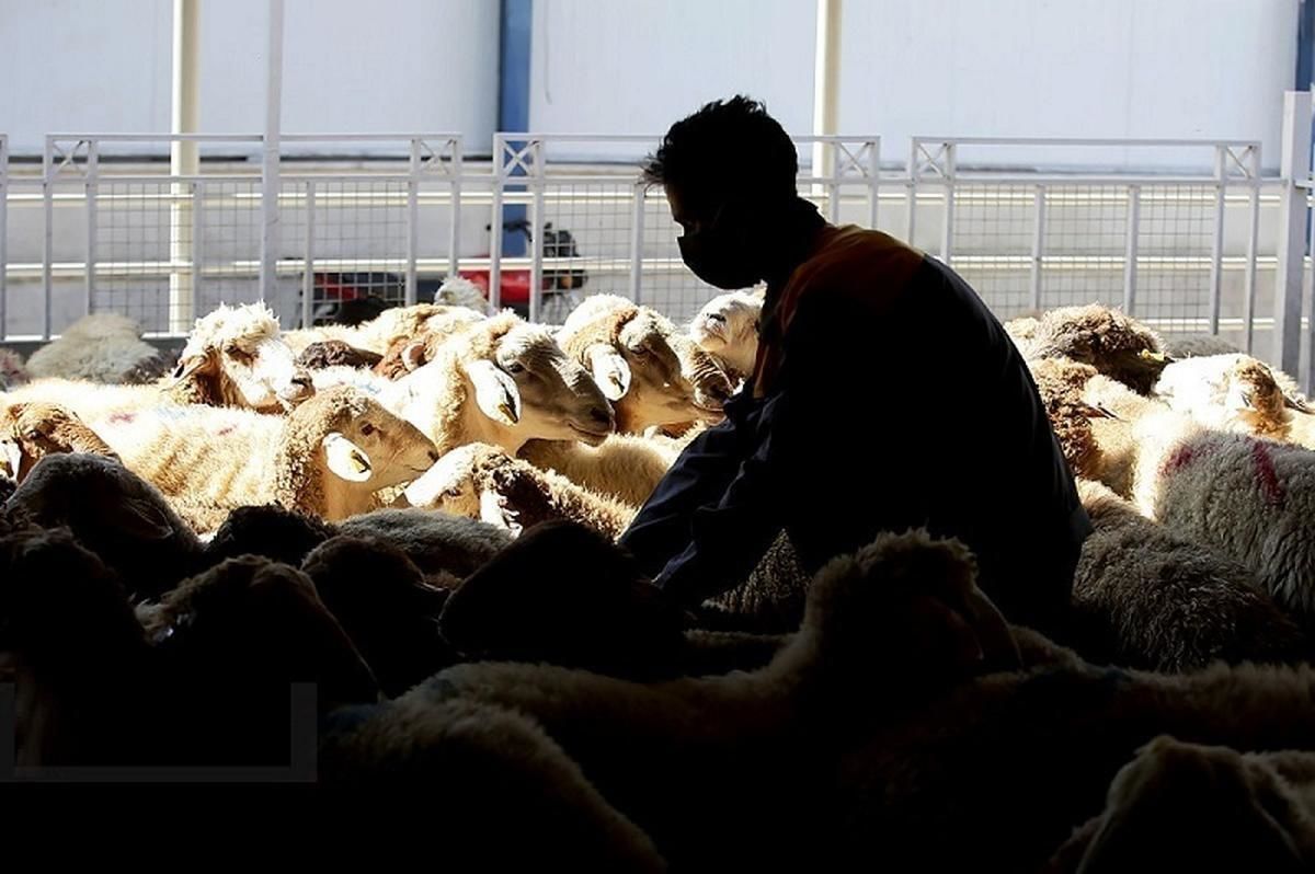 قیمت گوشت قرمز چطور از کشتارگاه تا بازار دو برابر می‌شود؟