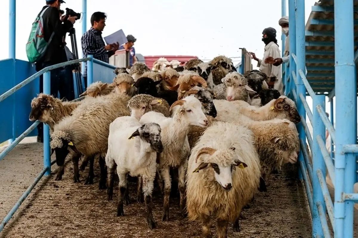 قیمت دام زنده امروز ۹ خرداد ۱۴۰۴ / دام سبک چقدر شد؟