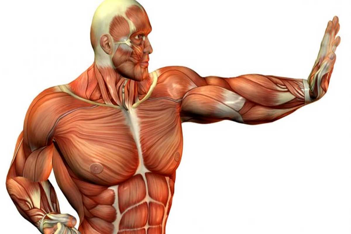 عضلات چقدر تمرینات را به خاطر می‌سپارند؟