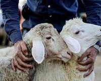 قیمت دام زنده امروز سه‌شنبه 23 اردیبهشت/گوسفند زنده در تهران و فارس چند؟