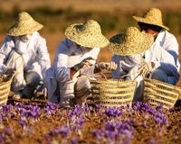 سواستفاده اسپانیایی‌ها از زعفران وارداتی ایران
