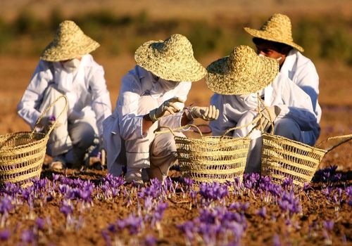 سواستفاده اسپانیایی‌ها از زعفران وارداتی ایران