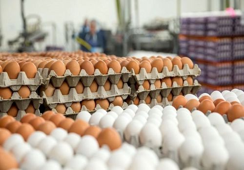 خبر خوش از بازار تخم‌مرغ؛ نگرانی مهم رفع شد