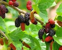 قطب شاه‌توت ایران کجاست؟/ میراثی با قدمتی ۵ هزار ساله