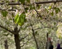مرغوب‌ترین گیلاس ایران در این روستان پیدا می‌شود 
