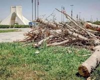 جنجال قطع درخت به میدان آزادی رسید!‌