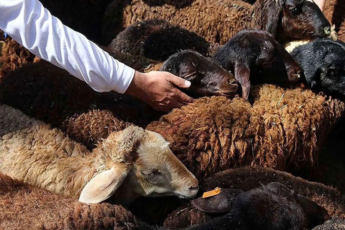 قیمت دام زنده سبک به کیلویی ۳۰۰ هزارتومان رسید