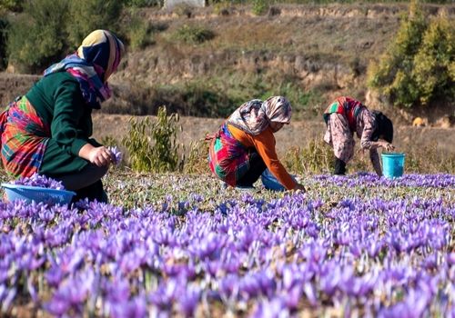 جلوگیری از خام فروشی راهی برای دستیابی به ارزش واقعی زعفران در دنیا
