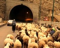 انسداد جاده کندوان برای عبور احشام!