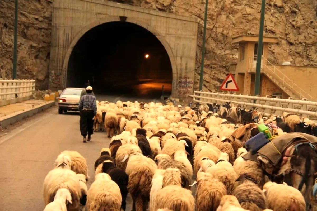انسداد جاده کندوان برای عبور احشام!