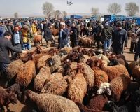 قیمت دام زنده امروز ۱۲ اردیبهشت ۱۴۰۴ مشخص شد