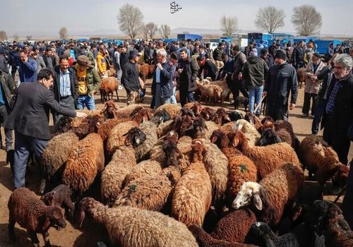 قیمت دام زنده امروز ۱۲ اردیبهشت ۱۴۰۴ مشخص شد
