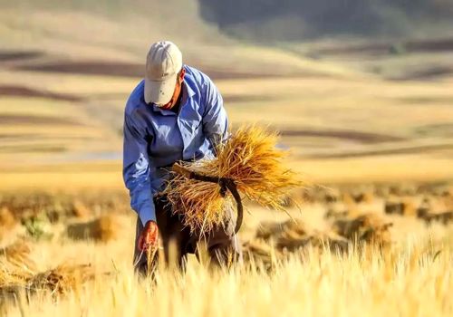 خبر جدید از مطالبات گندم‌کاران؛ شورای اقتصاد پیگیری شد