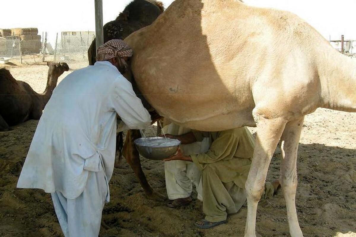 تاثیر عجیب شیر شتر در درمان آسم