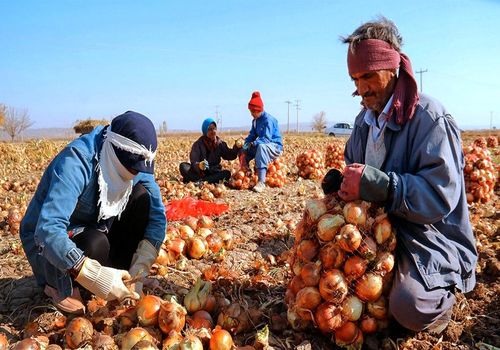 ضربه پیاز دو هزار تومانی به کشاورزان