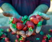 توت‌فرنگی برای این افراد ممنوع است!
