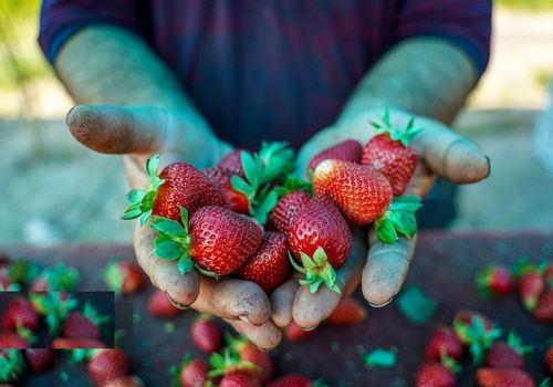 توت‌فرنگی برای این افراد ممنوع است!